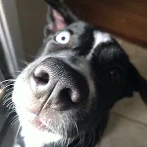 Meet your Posher, Monet